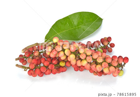 Antidesma isoalated on white background 78615895
