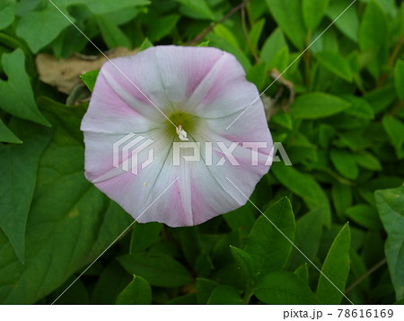 雨降り朝顔の写真素材