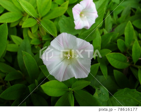 雨降り朝顔 78616177
