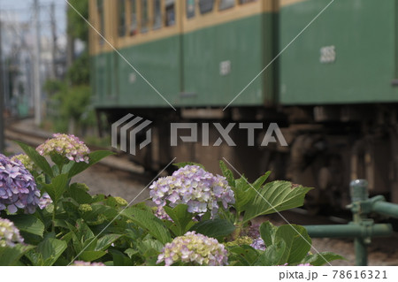 江ノ電 沿線 柳小路~石上 江ノ電 沿線 柳小路~石上 78616321