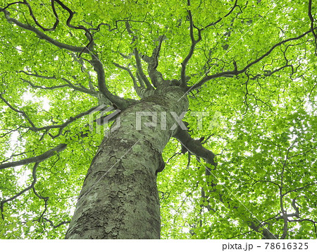 ブナの大木を見上げる 78616325