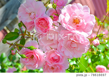 ピンクのきれいなバラの花 78616697