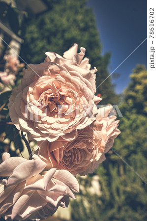 ピンクのきれいなバラの花 ピンクのきれいなバラの花 78616702
