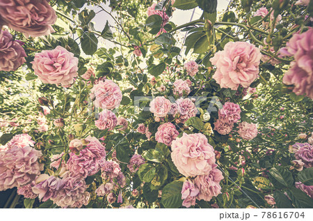 ピンクのきれいなバラの花 ピンクのきれいなバラの花 78616704
