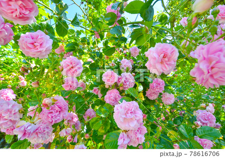 ピンクのきれいなバラの花 ピンクのきれいなバラの花 78616706