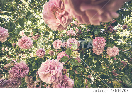 ピンクのきれいなバラの花 ピンクのきれいなバラの花 78616708