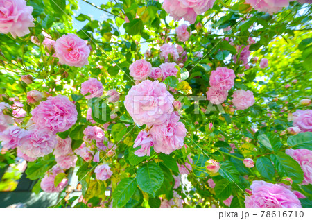 ピンクのきれいなバラの花 78616710