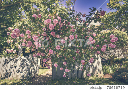 ピンクのきれいなバラの花 78616719