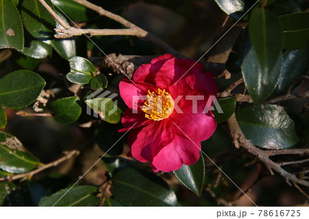 正面から見たサザンカの花 正面から見たサザンカの花 78616725
