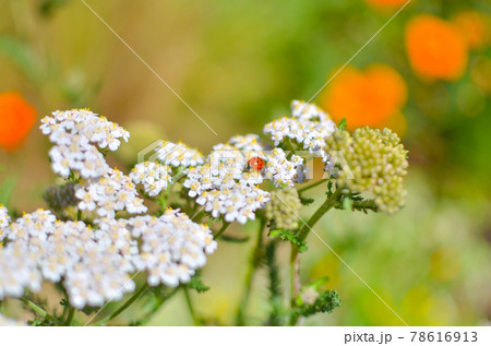 白い花の上のてんとう虫の写真素材