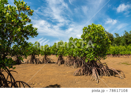 Mangrove trees showing their roots at low tide. Mangrove trees showing their roots at low tide. 78617108
