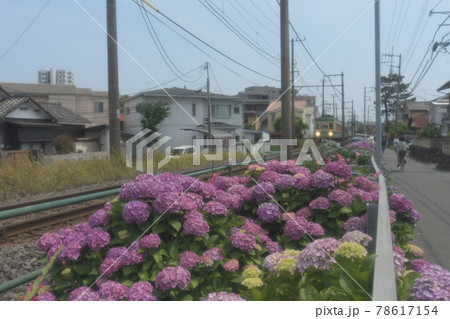 江ノ電 沿線 柳小路~石上 江ノ電 沿線 柳小路~石上 78617154
