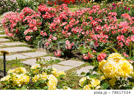 靭公園のバラ園 78617334