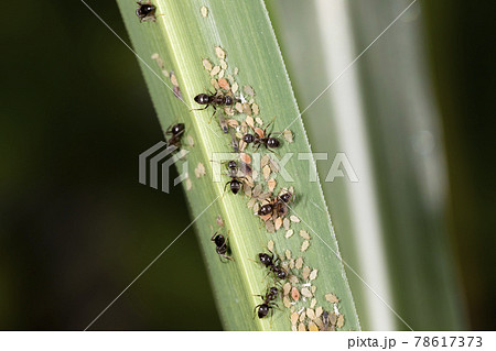 アリとアブラムシの写真素材