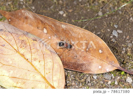 ムネアカアリバチ ムネアカアリバチ 78617380