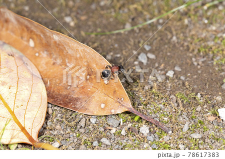 ムネアカアリバチ 78617383