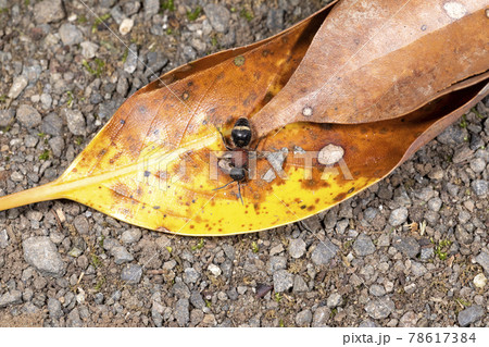 ムネアカアリバチ ムネアカアリバチ 78617384