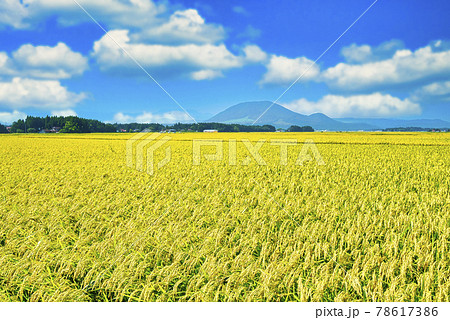 大崎平野の田園風景 大崎平野の田園風景 78617386
