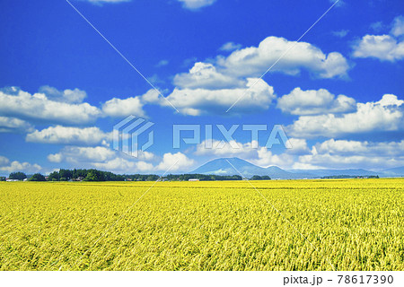 大崎平野の田園風景 大崎平野の田園風景 78617390