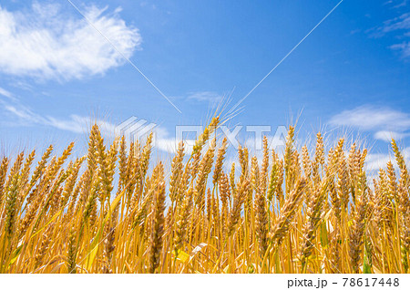 実りゆく畑のラー麦 78617448