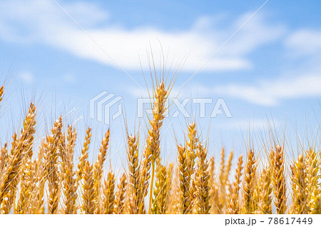 実りゆく畑のラー麦 78617449