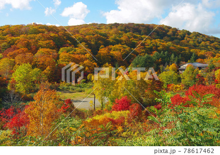 八幡平大沼茶屋湖付近の紅葉群 八幡平大沼茶屋湖付近の紅葉群 78617462