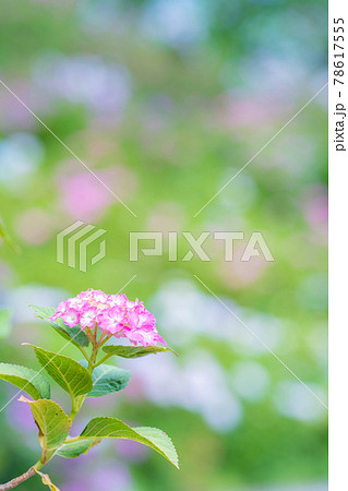 服部農園あじさい屋敷 服部農園あじさい屋敷 78617555