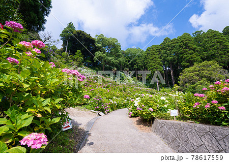 服部農園あじさい屋敷 服部農園あじさい屋敷 78617559