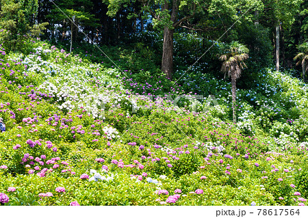 服部農園あじさい屋敷 78617564