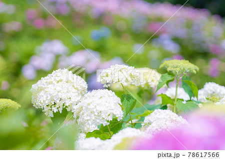 服部農園あじさい屋敷 78617566