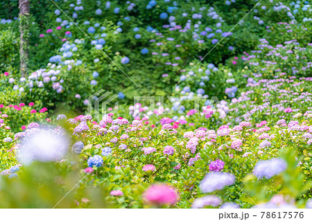 服部農園あじさい屋敷 服部農園あじさい屋敷 78617576