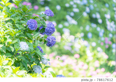 服部農園あじさい屋敷 服部農園あじさい屋敷 78617612