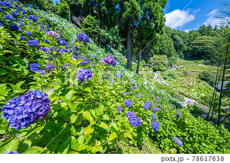服部農園あじさい屋敷 服部農園あじさい屋敷 78617638