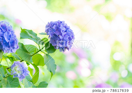 服部農園あじさい屋敷 服部農園あじさい屋敷 78617639