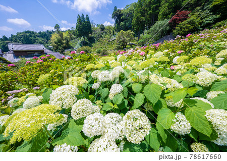 服部農園あじさい屋敷 服部農園あじさい屋敷 78617660