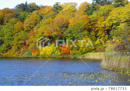 八幡平アスピーテラインの大沼の紅葉群 八幡平アスピーテラインの大沼の紅葉群 78617733