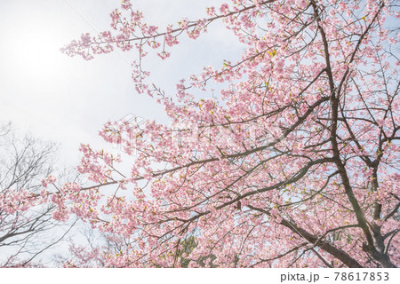 桜の木 78617853