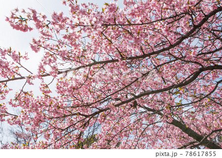 桜の木 78617855