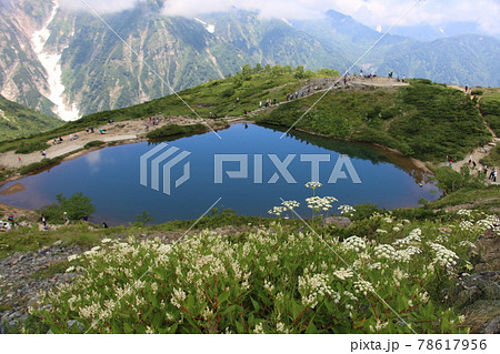 白馬八方池を見下ろす岩場に自生するミヤマトウキ 78617956