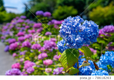 三重県　亀山市　亀山城　亀山菖蒲園付近の風景 78618263