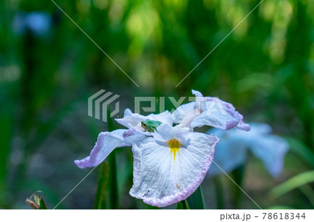 三重県　亀山市　亀山城　亀山菖蒲園付近の風景 78618344