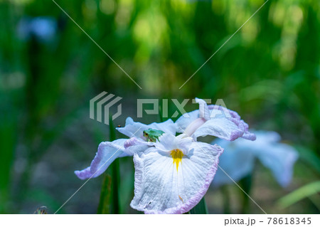 三重県　亀山市　亀山城　亀山菖蒲園付近の風景 78618345