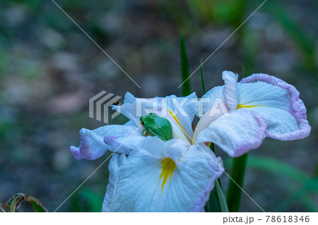 三重県 亀山市 亀山城 亀山菖蒲園付近の風景 三重県 亀山市 亀山城 亀山菖蒲園付近の風景 78618346