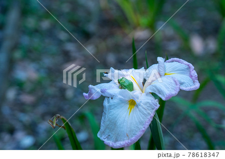 三重県 亀山市 亀山城 亀山菖蒲園付近の風景 三重県 亀山市 亀山城 亀山菖蒲園付近の風景 78618347