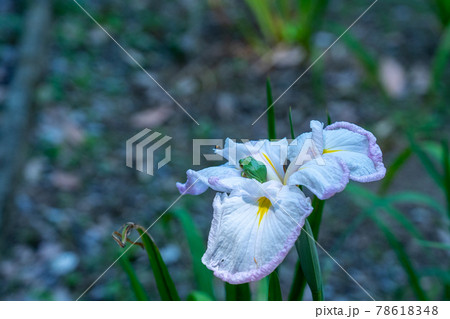 三重県　亀山市　亀山城　亀山菖蒲園付近の風景 78618348