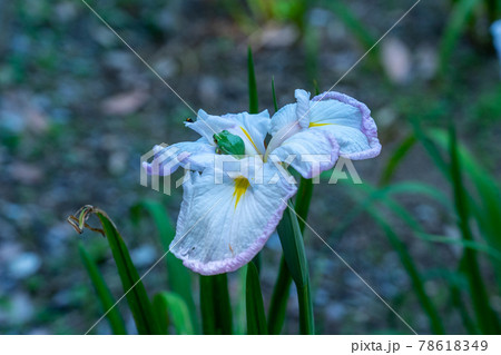 三重県　亀山市　亀山城　亀山菖蒲園付近の風景 78618349