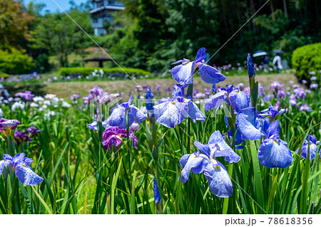 三重県　亀山市　亀山城　亀山菖蒲園付近の風景 78618356