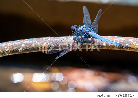 三重県 亀山市 亀山城 亀山菖蒲園付近の風景 三重県 亀山市 亀山城 亀山菖蒲園付近の風景 78618417