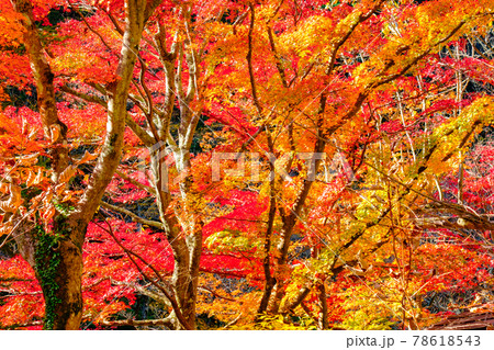 紅葉 紅葉 78618543