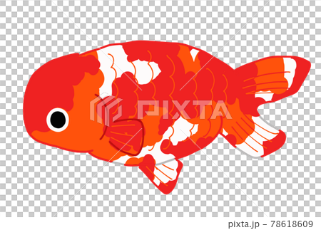 ランチュウのイラスト 78618609